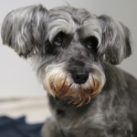 Schnauzer