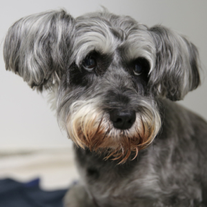 Schnauzer