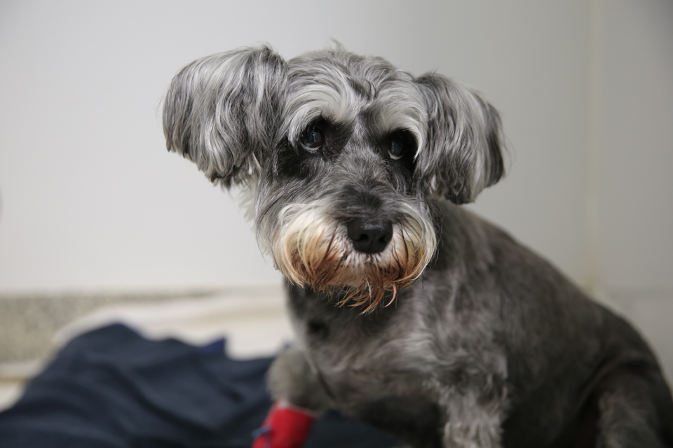 Schnauzer