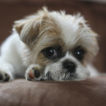 Shih Tzu puppy