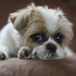 Shih Tzu puppy