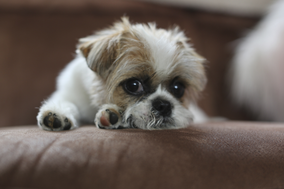 Shih Tzu puppy