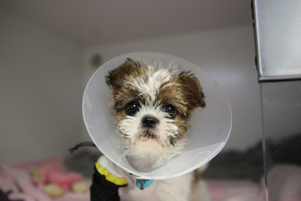 Shih Tzu puppy in a cone at Fitzpatrick Referrals