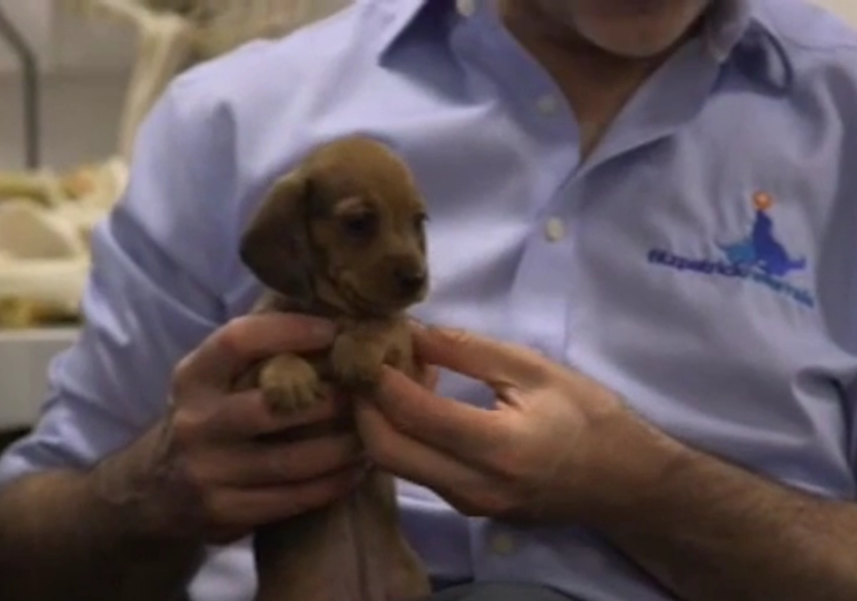 Miniature Dachshund puppy Peggy