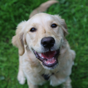 Golden Retriever Murphy