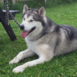 Alaskan Malamute Adam in the garden