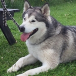 Alaskan Malamute Adam in the garden