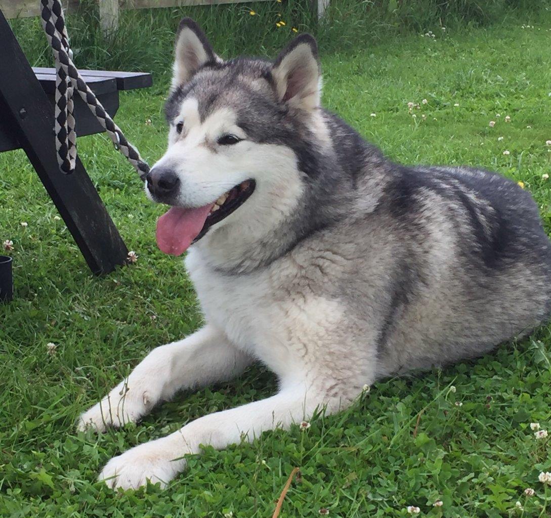 Alaskan Malamute Adam in the garden