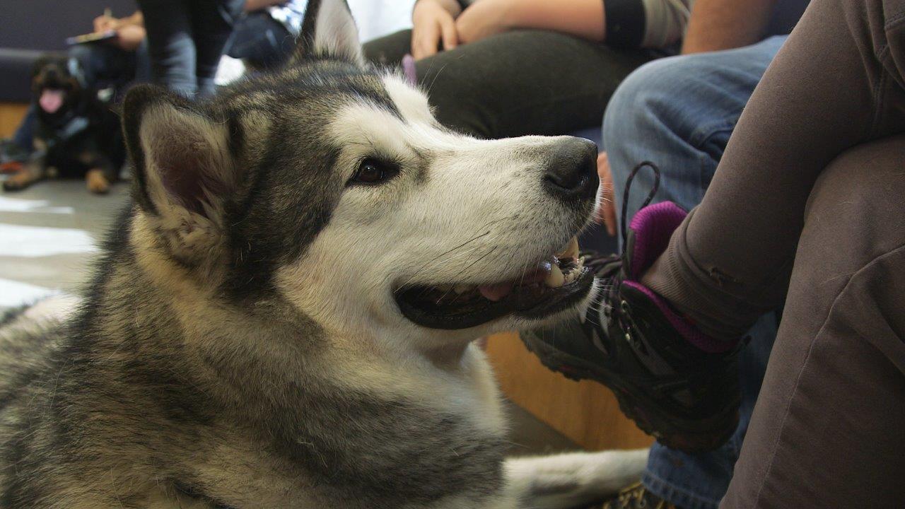 Alaskan Malamute Adam in reception