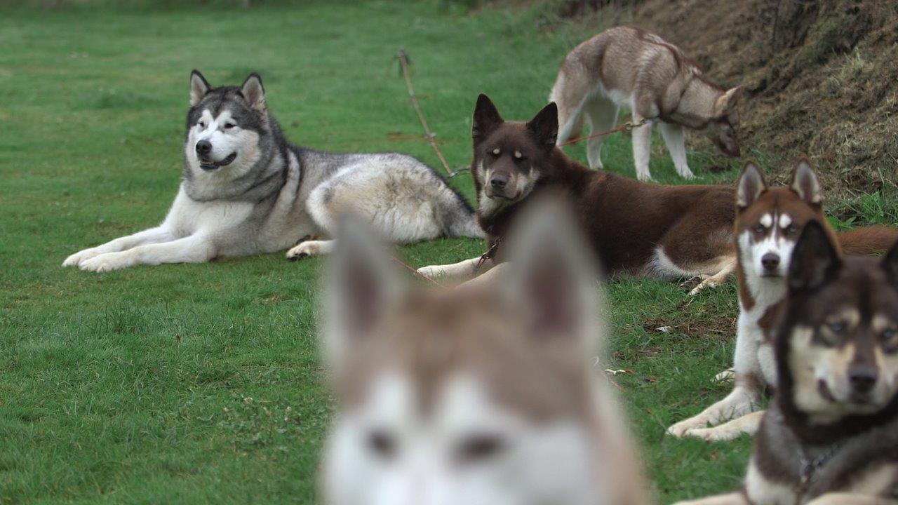 Alaskan Malamute Adam with his sled pack