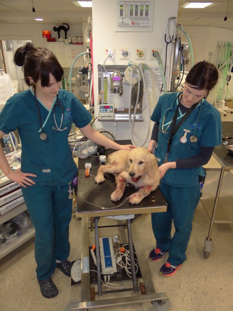 Injured Golden Retriever puppy Murphy at Fitzpatrick Referrals specialist veterinary practice