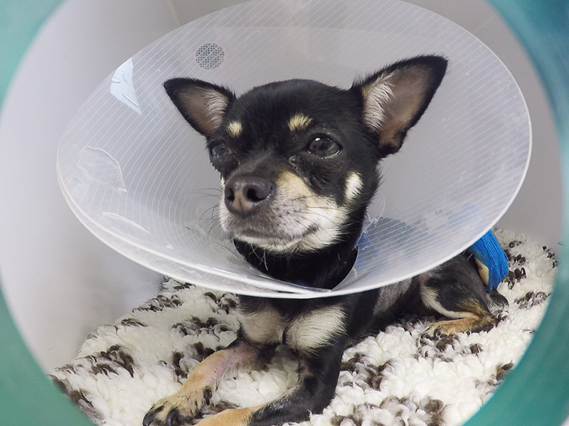 Chihuahua Darcy recovering in a cone on Supervet