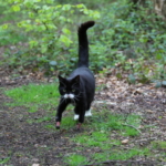 Supervet cat with bionic front paws walking in the woods