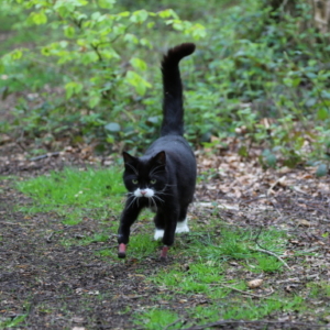 Supervet cat with bionic front paws walking in the woods