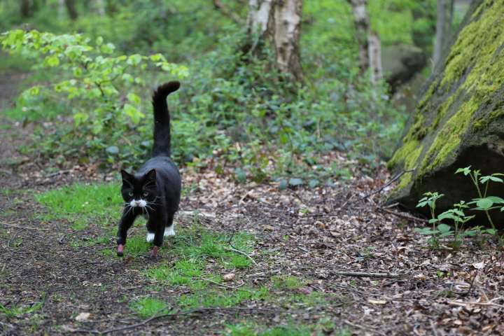 Supervet cat with bionic front paws walking in the woods