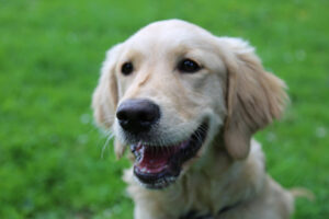 Golden Retriever Murphy in the park