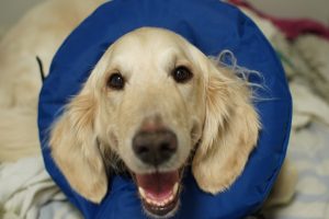 Goldendoodle Angus in his cone