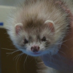 Ferret