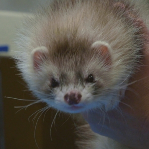 Ferret