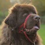 Newfoundland Bailey