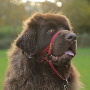 Newfoundland Bailey