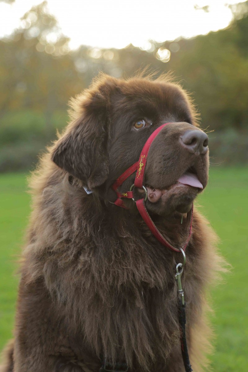 Newfoundland Bailey