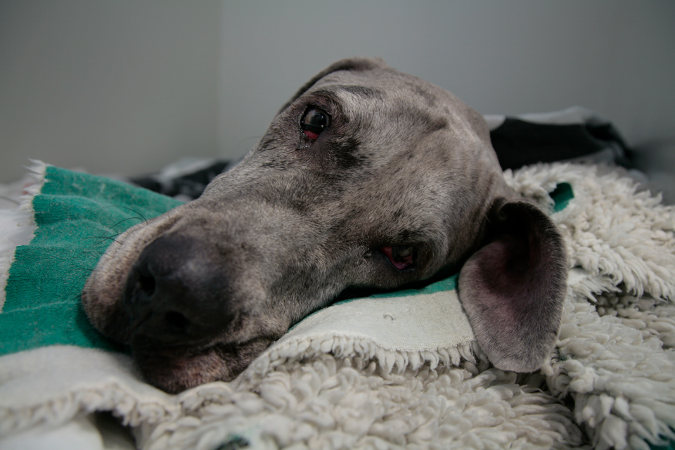 Great Dane Charles resting in the wards