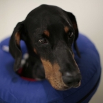 Supervet Doberman patient Dexter recovering in his kennel