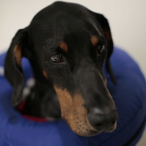 Supervet Doberman patient Dexter recovering in his kennel