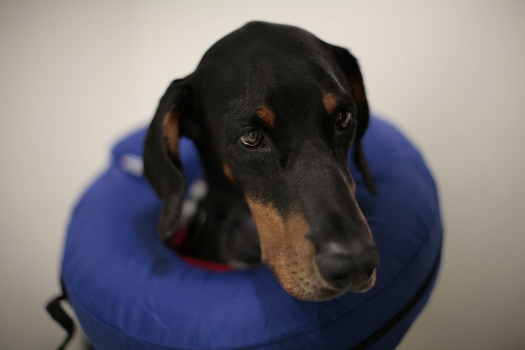 Supervet Doberman patient Dexter recovering in his kennel