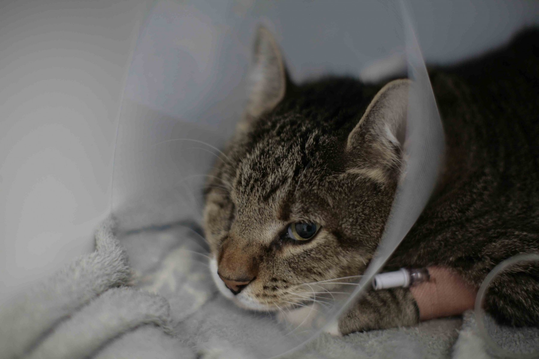 Feline patient Driver recovering in his cone