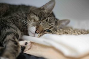 Feline patient Driver in the wards