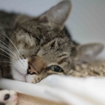 Feline patient Driver in the wards