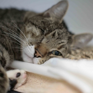 Feline patient Driver in the wards