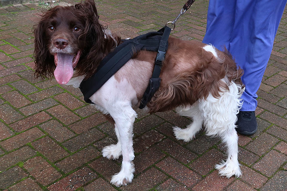 English Springer Spaniel Rocky