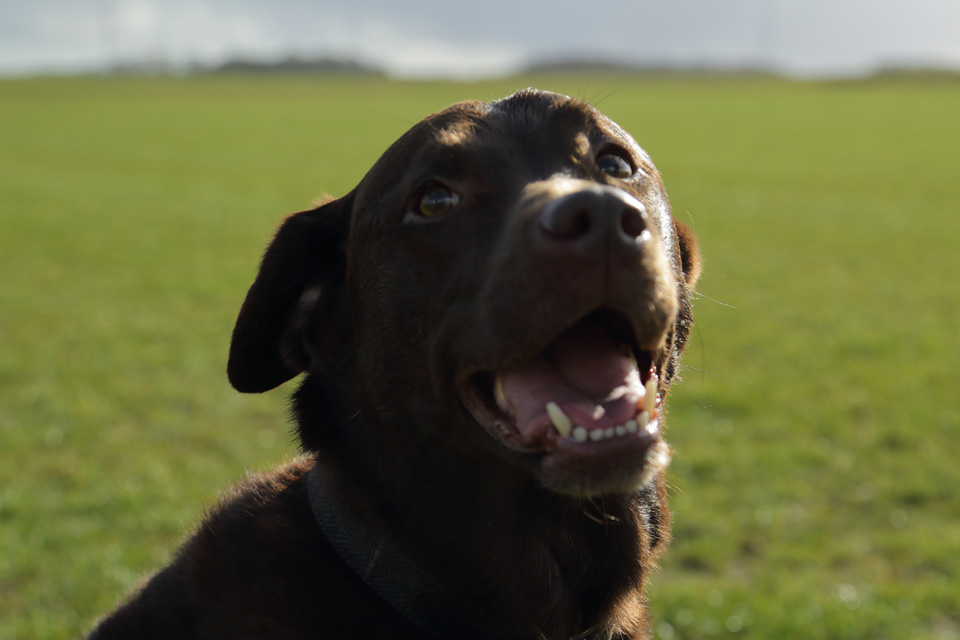 Chocolate Labrador Inca outdoors