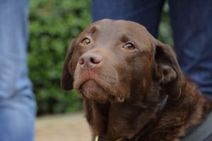 Chocolate Labrador Inca