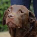 Chocolate Labrador Inca