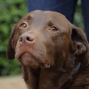 Chocolate Labrador Inca