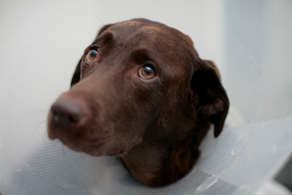 Chocolate Labrador Inca in the ward at Fitzpatrick Referrals