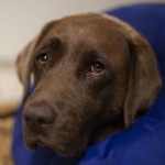 Labrador resting in his kennel