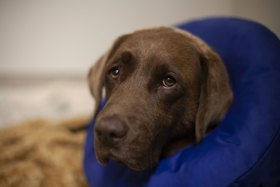 Labrador resting in his kennel