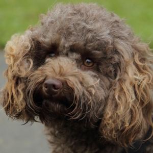 Cavapoo Nala outdoors