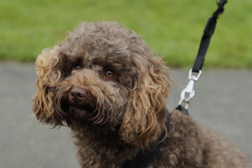 Cavapoo Nala outdoors