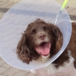 English Springer Spaniel Rocky after surgery