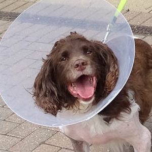 English Springer Spaniel Rocky after surgery