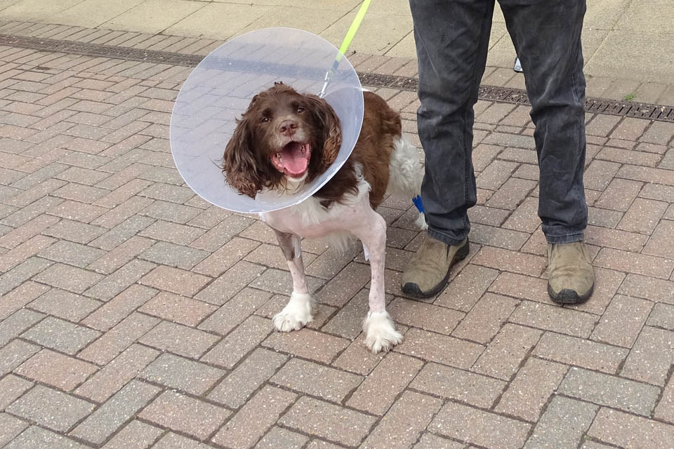 English Springer Spaniel Rocky after surgery