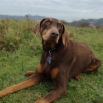 Dog relaxing on the grass