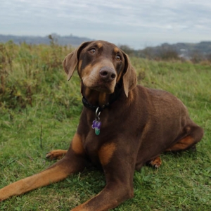 Dog relaxing on the grass