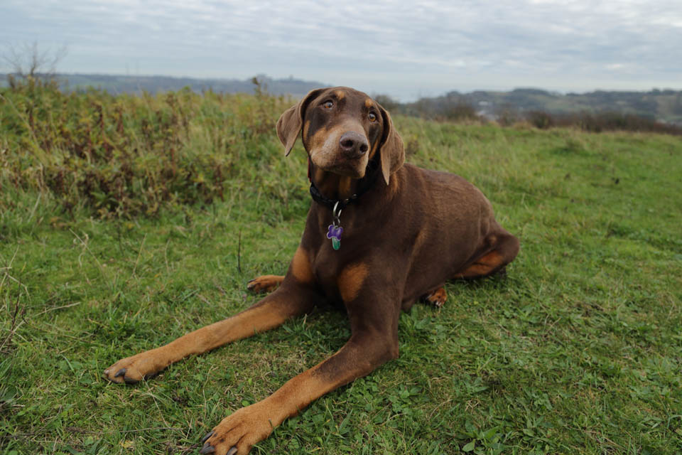 Dog relaxing on the grass